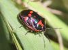 Eurydema oleracea